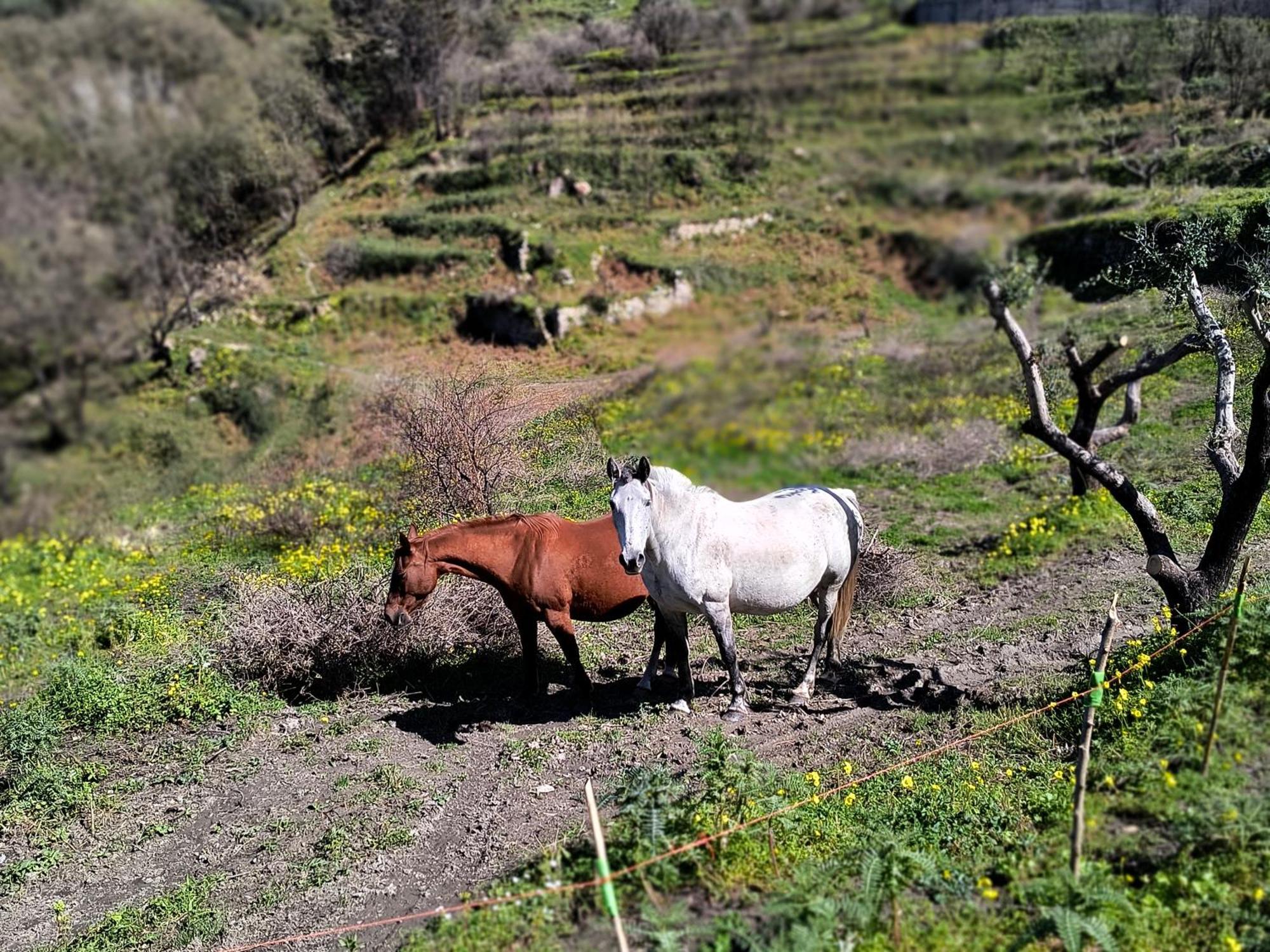 L'Antica Quercia B&B Castell'Umberto Eksteriør billede